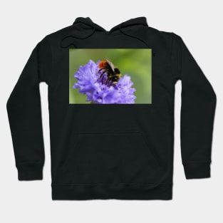 Double Blue Cornflower with Guest Hoodie